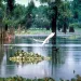 Atchafalaya River Basin