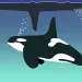 illustration of an orca