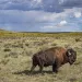 A bison stands in a prairie