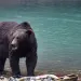 Grizzly bear during Klahoose bear experience