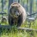 Grizzly bear with cubs in the wild