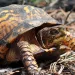 Close-up of an orange-and-black turtle crawling over twigs on the ground