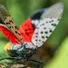 A close-up of a Spotted Lanternfly with its wing spread which shows the spots and the red color of its hind wings. 