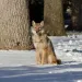 An eastern coyote sits in the snow.