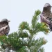 Two rosy-finches, with pink, gray, black, and white coloring, sit atop snow-covered branches
