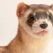 Close-up of the front half of a black-footed ferret