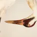 Close-up of a white whooping crane bending its neck toward its legs