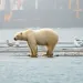 On a misty day, a polar bear and seagulls stand on a sandpit next to a barge that has "Sam M Taalak Barrow Alaska" painted on it.