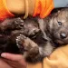Someone wearing an orange sweatshirt and a safety vest cradles a gray wolf pup.