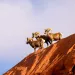 Big Horn Sheep