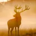 elk