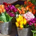 cut tulips