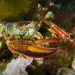 lobster