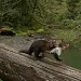 Pacific fisher