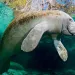 Manatee