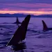 Orcas in Haro Strait