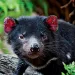 Tasmanian devil