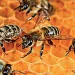 bees