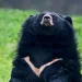 Moon bear