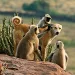 In Rajasthan, India, Hanuman langurs groom a feral dog