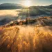 Sunrise over a misty forest