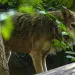 Photo courtesy Smithsonian's National Zoo and Conservation Biology Institute