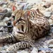 An ocelot lays on rocks in the shade