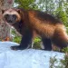 A wolverine standing on snow adorably looking directly into a camera lens with a forested backdrop