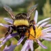 A western bumblebee on top of a purple and yellow aster flower in Oregon