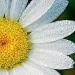 close up of a flower