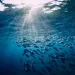 tuna