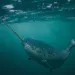 Narwhal