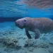 manatee
