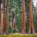 California redwoods