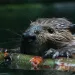 A beaver building a dam.