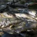 Dead fish float in a Cape Fear River