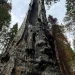 Old sequoia burned several times by fire, but still alive with only one branch