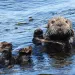 Sea otter floating in the surf on a sunny day
