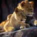 Two young African Lions sit next to each other, in profile, on a rock.