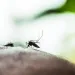 An Aedes aegypti mosquito perched on human skin