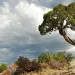 juniper