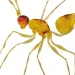Close-up of a golden-colored fairy wasp from the side