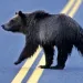 A dark bear walks across a two-lane asphalt highway with a double-yellow line.