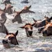 Close-up of the heads of dozens of brown ponies above the water and the top of a boat with a man directing