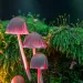 Small green bushes and four pink mushroom-like flowers