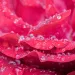 Rose with water drops