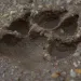 Tiger Paw