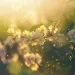 Pollen floating away from flowers. 