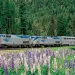 Amtrak Empire Builder route, running through a field of flowers