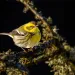 Townsends's Warbler perched on a tree branch in the Willamette Valley of Oregon.